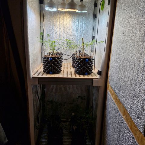 "R" growlog timeline photo