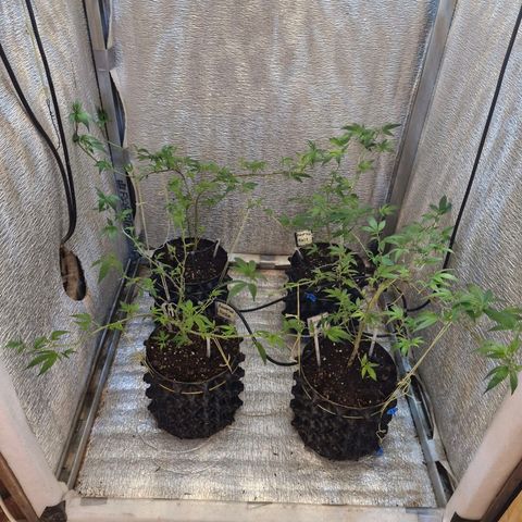 "R" growlog timeline photo