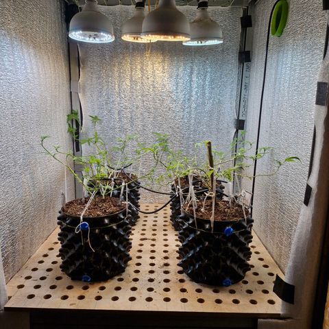 "R" growlog timeline photo