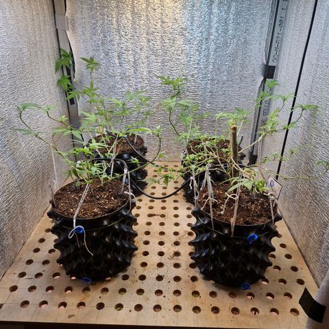 "R" growlog timeline photo