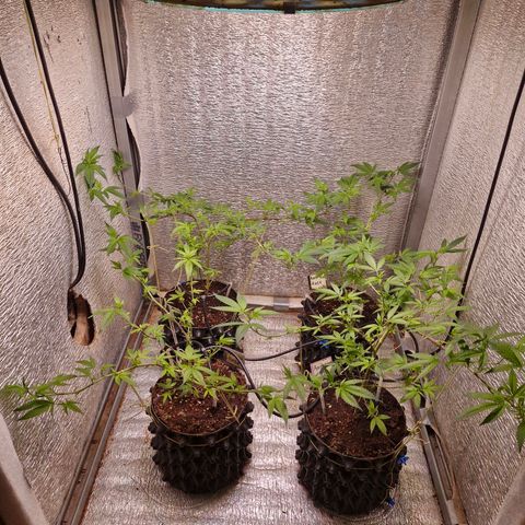 "R" growlog timeline photo