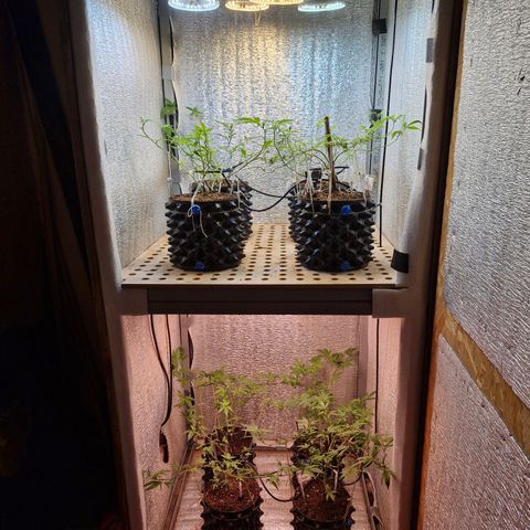 "R" growlog timeline photo