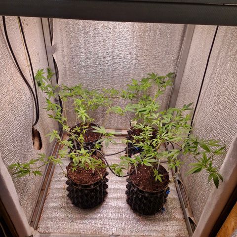"R" growlog timeline photo