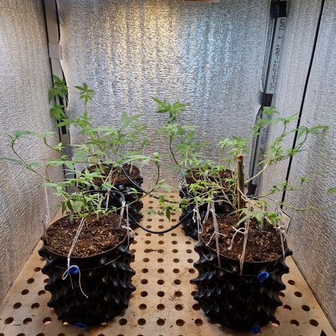 "R" growlog timeline photo