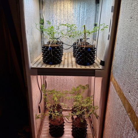"R" growlog timeline photo