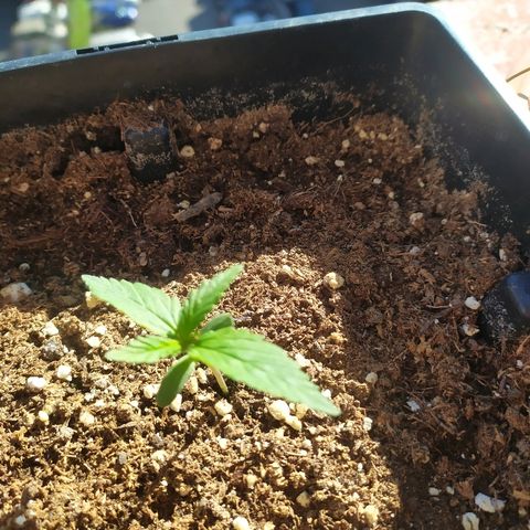 Crystal Meth growlog timeline photo