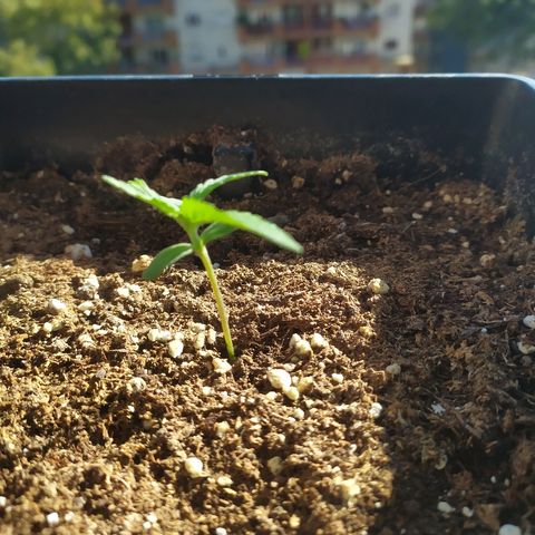 Crystal Meth growlog timeline photo