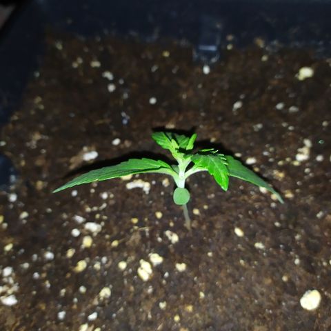 Crystal Meth growlog timeline photo