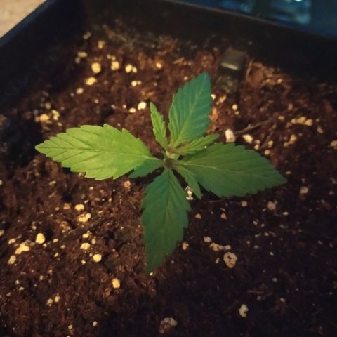 Crystal Meth growlog timeline photo