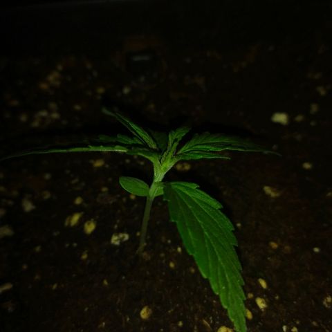 Crystal Meth growlog timeline photo