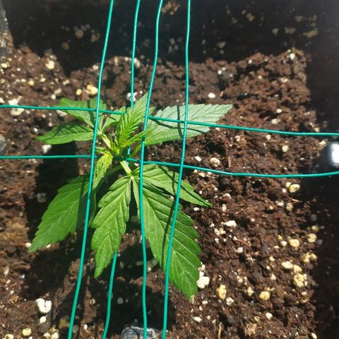 Crystal Meth growlog timeline photo