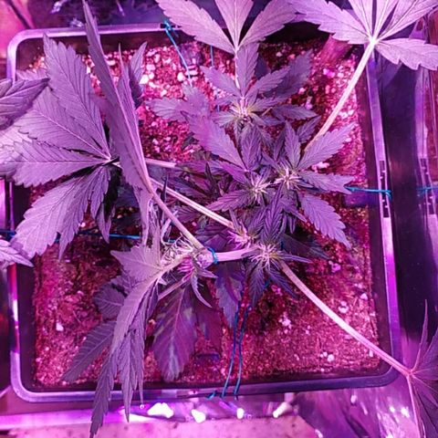 Crystal Meth growlog timeline photo