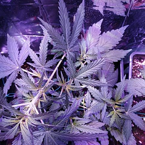 Crystal Meth growlog timeline photo