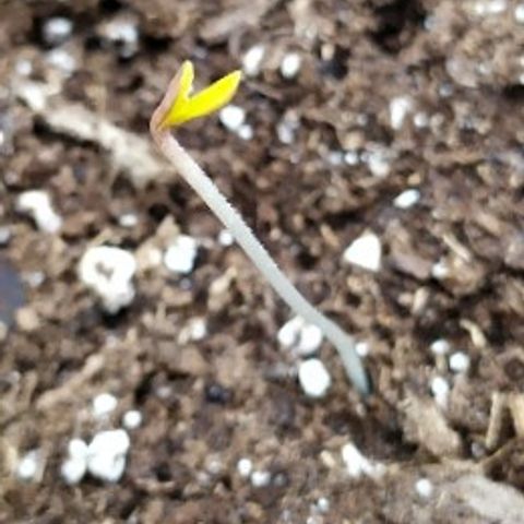 Royal Gorilla automatic growlog timeline photo