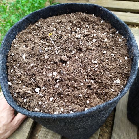 Royal Gorilla automatic growlog timeline photo