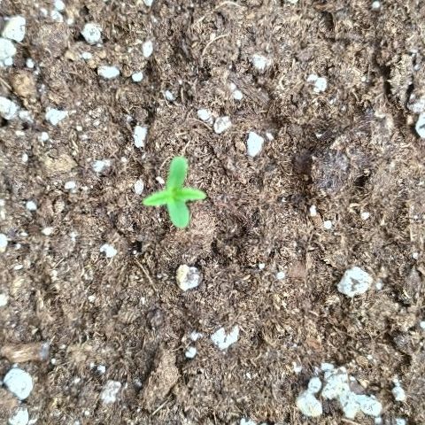 Royal Gorilla automatic growlog timeline photo