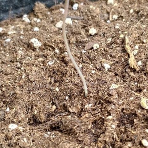 Royal Gorilla automatic growlog timeline photo