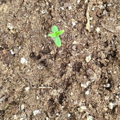 Royal Gorilla automatic growlog timeline photo