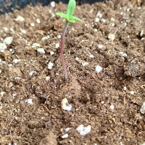 Royal Gorilla automatic growlog timeline photo