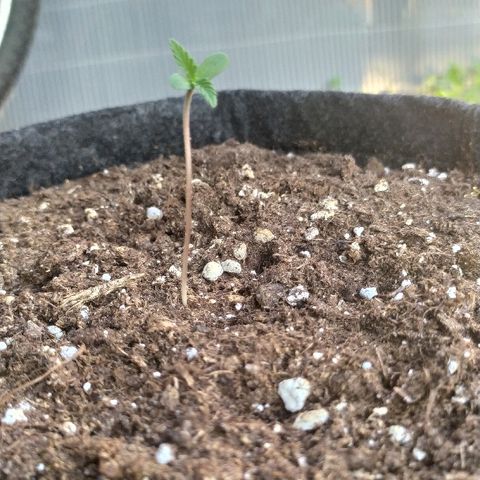 Royal Gorilla automatic growlog timeline photo