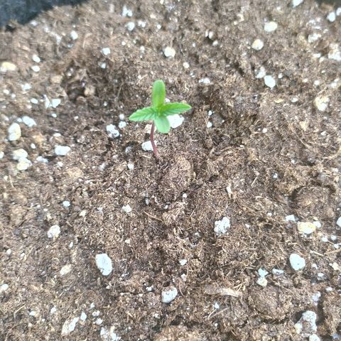 Royal Gorilla automatic growlog timeline photo