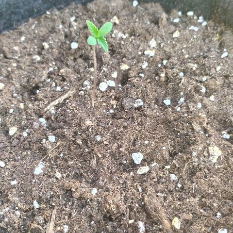 Royal Gorilla automatic growlog timeline photo