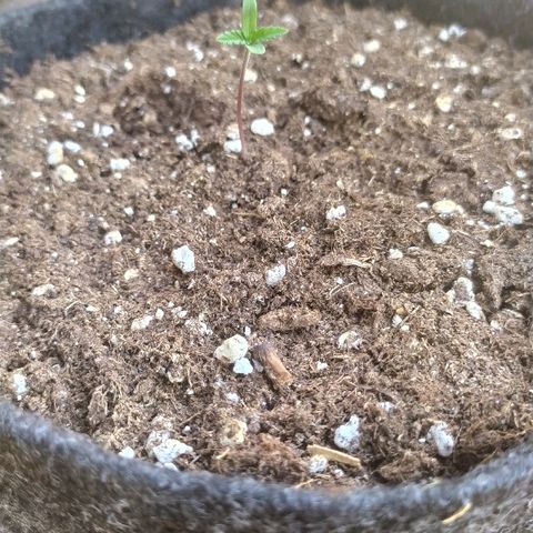 Royal Gorilla automatic growlog timeline photo