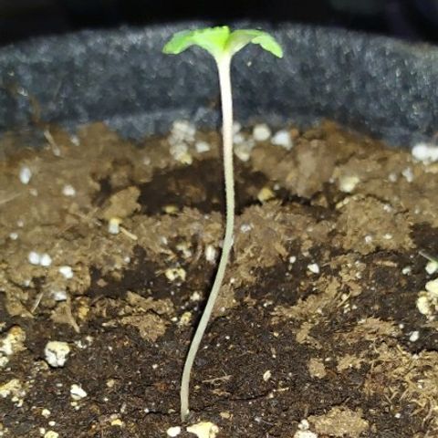 Royal Gorilla automatic growlog timeline photo