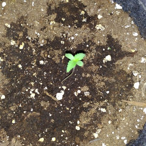 Royal Gorilla automatic growlog timeline photo