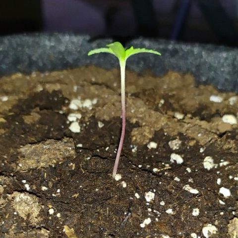 Royal Gorilla automatic growlog timeline photo