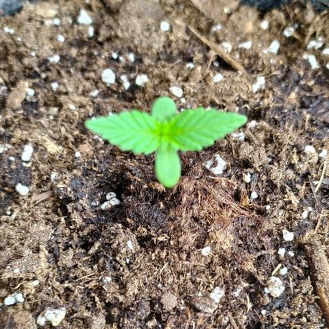 Royal Gorilla automatic growlog timeline photo