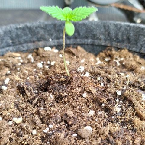 Royal Gorilla automatic growlog timeline photo