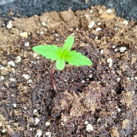 Royal Gorilla automatic growlog timeline photo