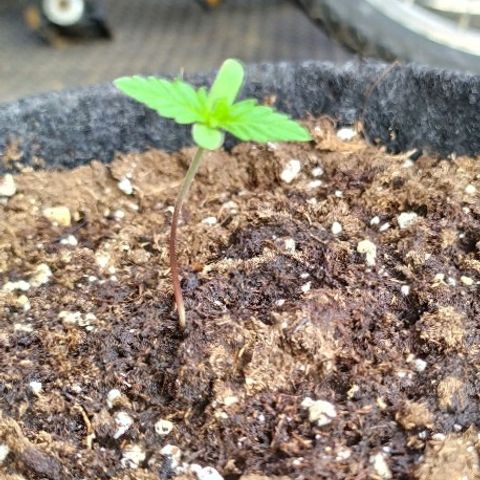 Royal Gorilla automatic growlog timeline photo