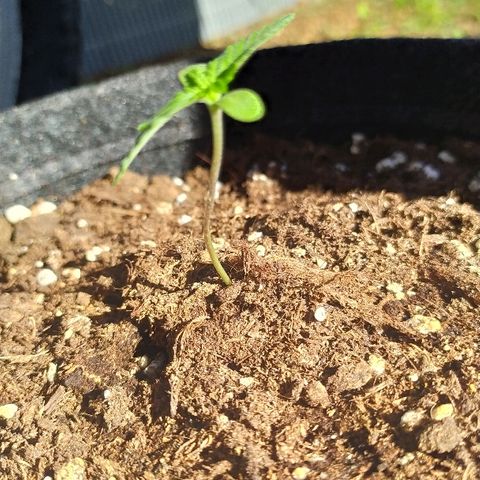 Royal Gorilla automatic growlog timeline photo