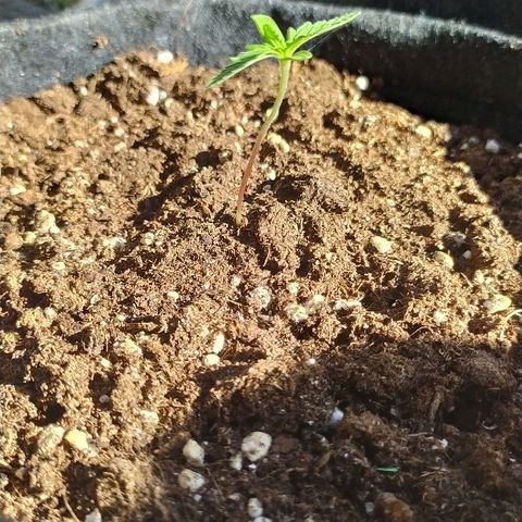 Royal Gorilla automatic growlog timeline photo
