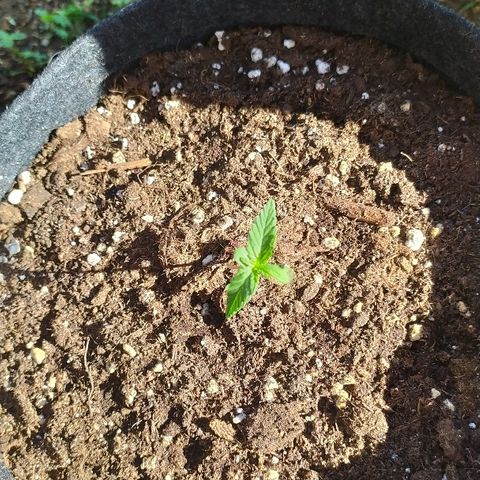 Royal Gorilla automatic growlog timeline photo
