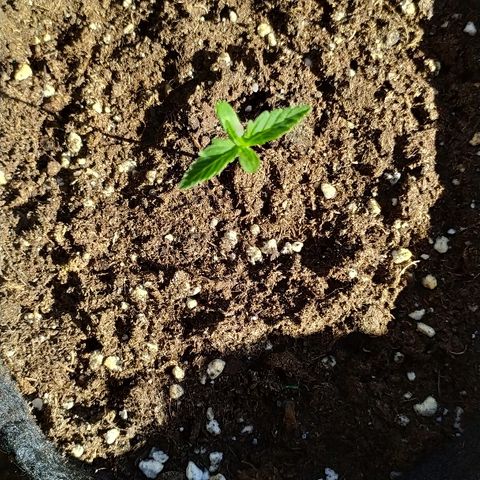 Royal Gorilla automatic growlog timeline photo