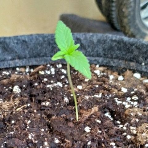 Royal Gorilla automatic growlog timeline photo