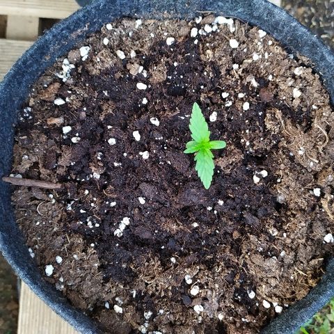 Royal Gorilla automatic growlog timeline photo