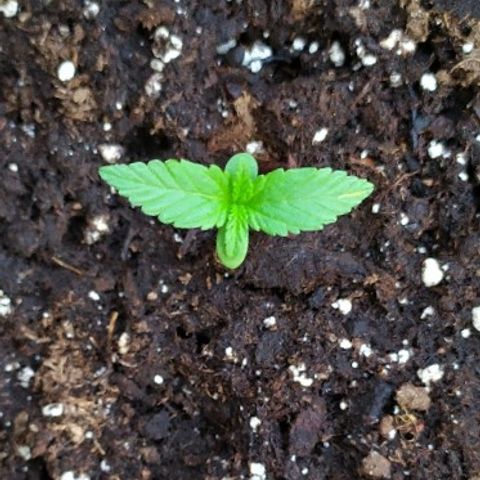 Royal Gorilla automatic growlog timeline photo