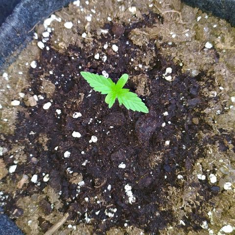 Royal Gorilla automatic growlog timeline photo