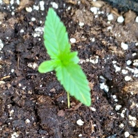 Royal Gorilla automatic growlog timeline photo