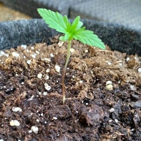 Royal Gorilla automatic growlog timeline photo