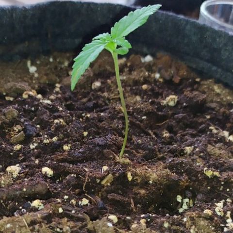 Royal Gorilla automatic growlog timeline photo