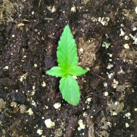 Royal Gorilla automatic growlog timeline photo