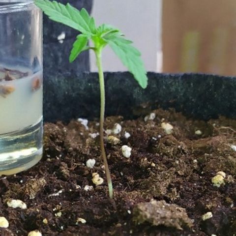 Royal Gorilla automatic growlog timeline photo
