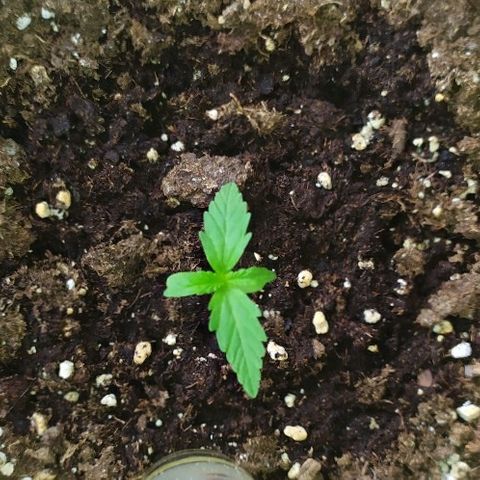 Royal Gorilla automatic growlog timeline photo