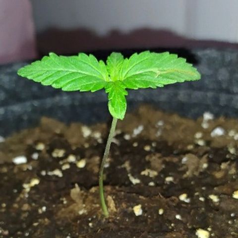 Royal Gorilla automatic growlog timeline photo