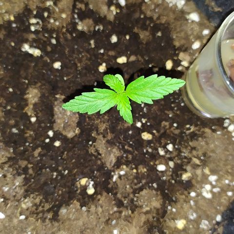 Royal Gorilla automatic growlog timeline photo